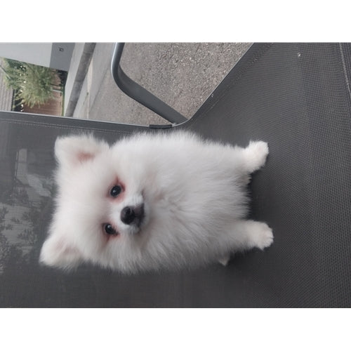Mr.Pet spletna trgovina