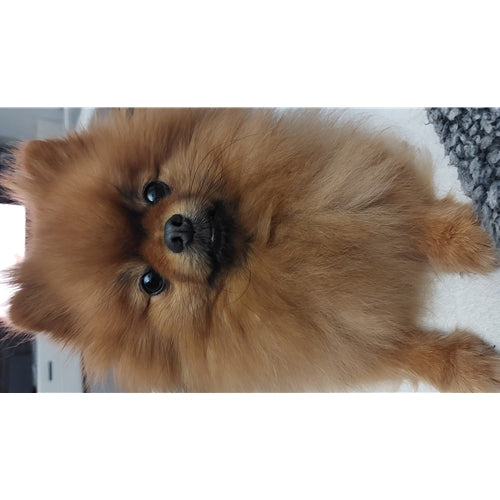 Mr.Pet spletna trgovina