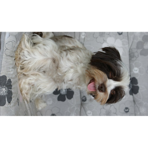 Mr.Pet spletna trgovina