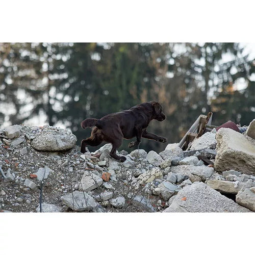 Spletna trgovina Mr.Pet