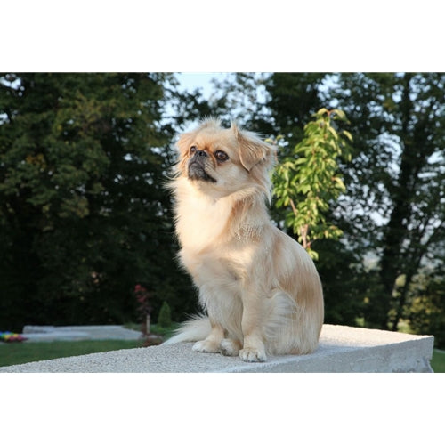 Mr.Pet spletna trgovina