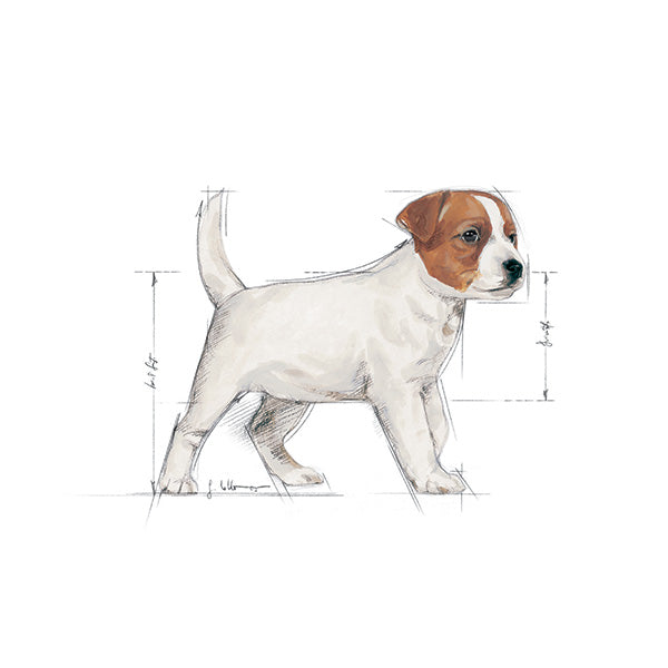 Royal Canin Mini Puppy - 800g (3)