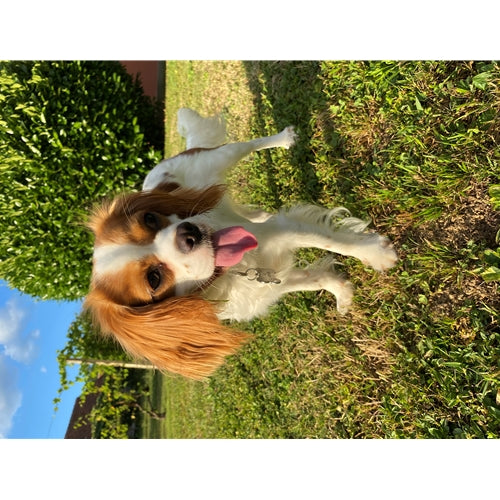 Mr.Pet spletna trgovina