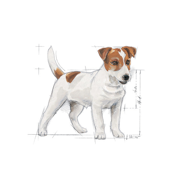 Royal Canin Mini Adult - 800g (3)