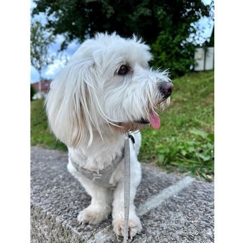 Mr.Pet spletna trgovina