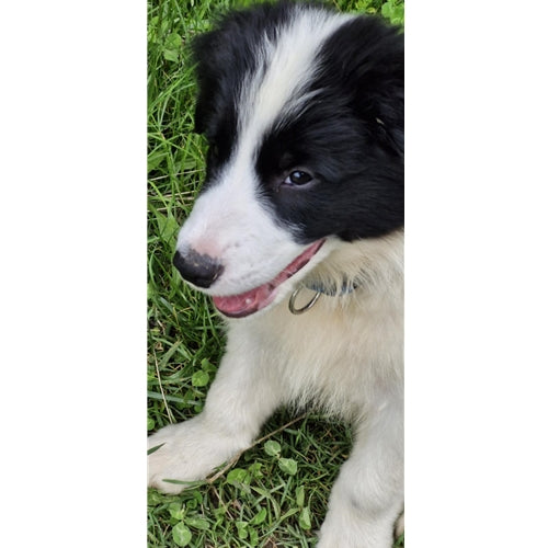 Mr.Pet spletna trgovina