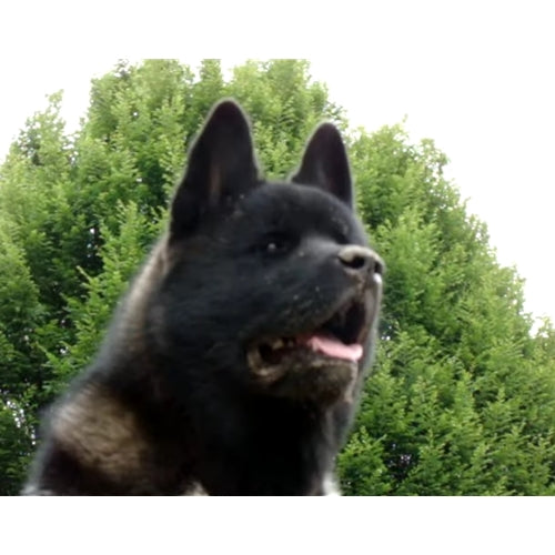 Mr.Pet spletna trgovina