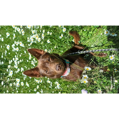Mr.Pet spletna trgovina