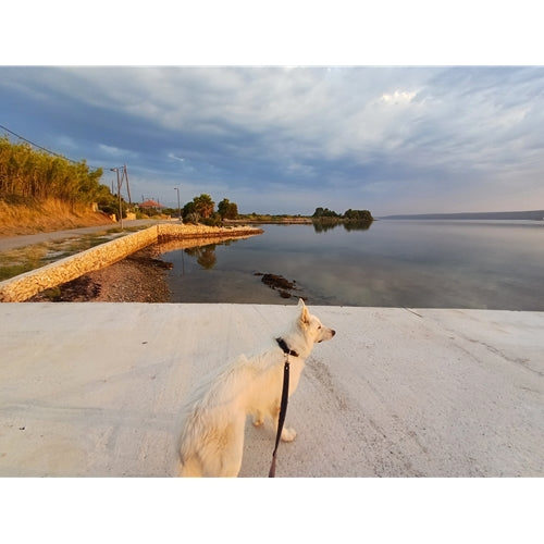 Mr.Pet spletna trgovina