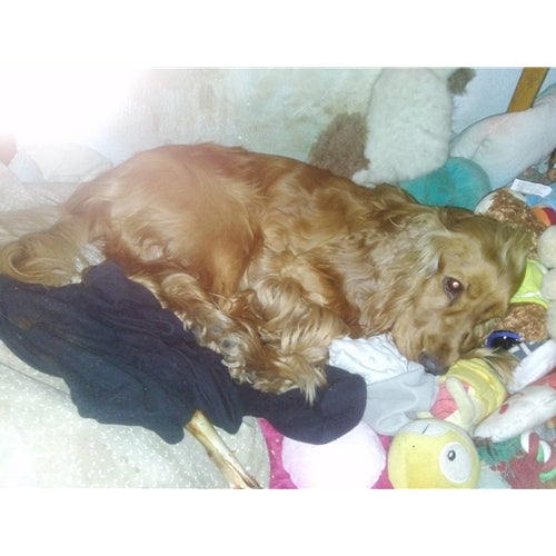 Mr.Pet spletna trgovina