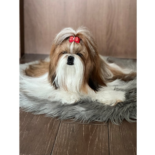 Mr.Pet spletna trgovina