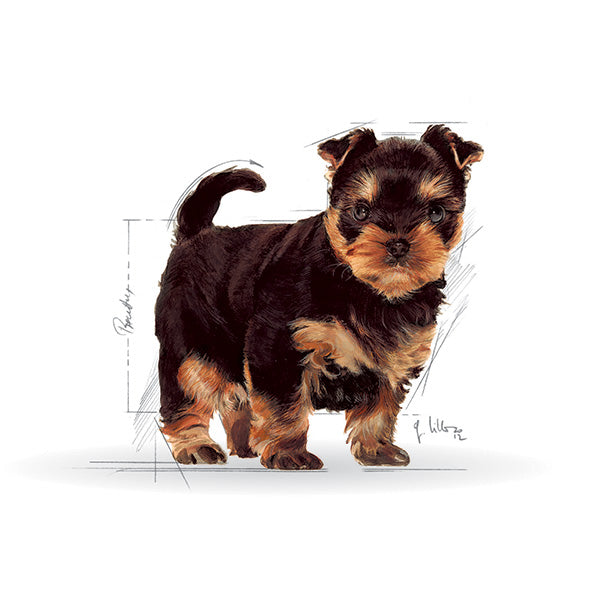 Royal Canin Yorkshire Terrier Puppy - 1,5 kg (3)