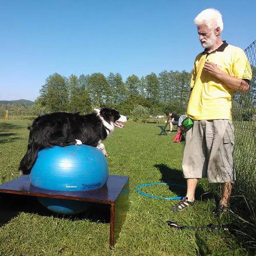 Spletna trgovina Mr.Pet