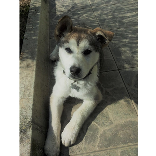 Mr.Pet spletna trgovina