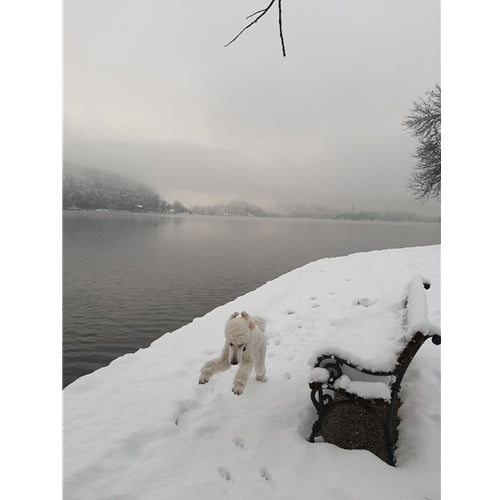 Mr.Pet spletna trgovina