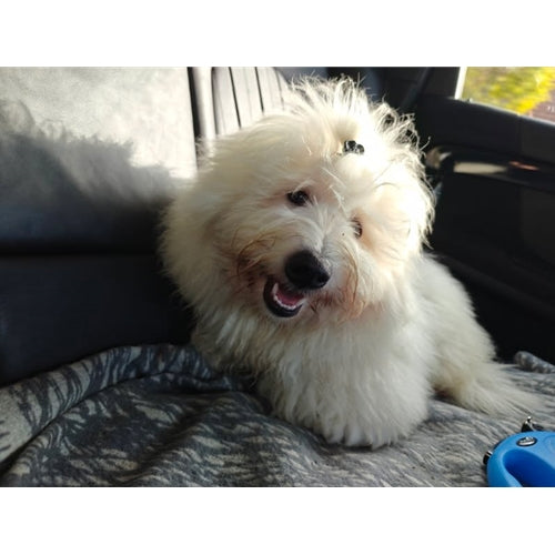 Mr.Pet spletna trgovina