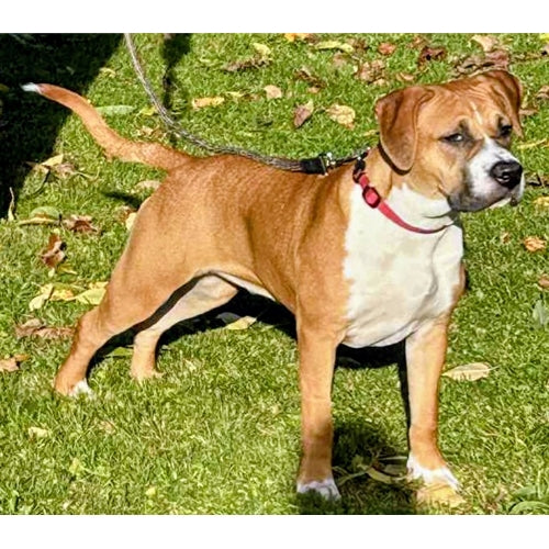 Mr.Pet spletna trgovina