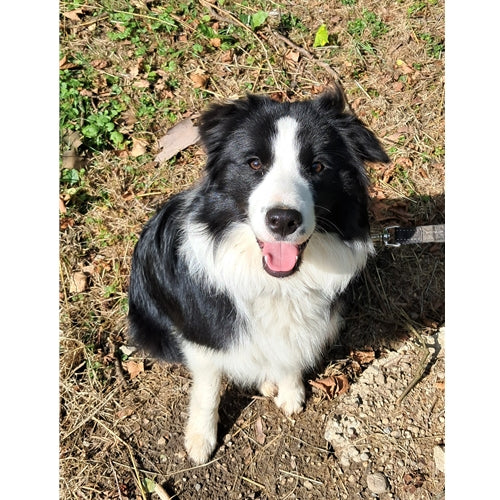 Mr.Pet spletna trgovina