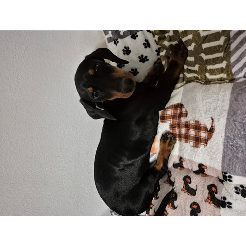 Mr.Pet spletna trgovina