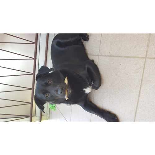 Mr.Pet spletna trgovina