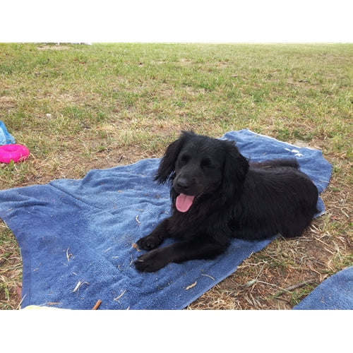 Spletna trgovina Mr.Pet