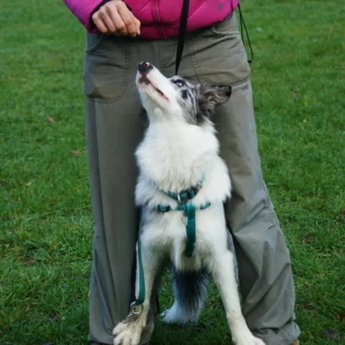 Spletna trgovina Mr.Pet