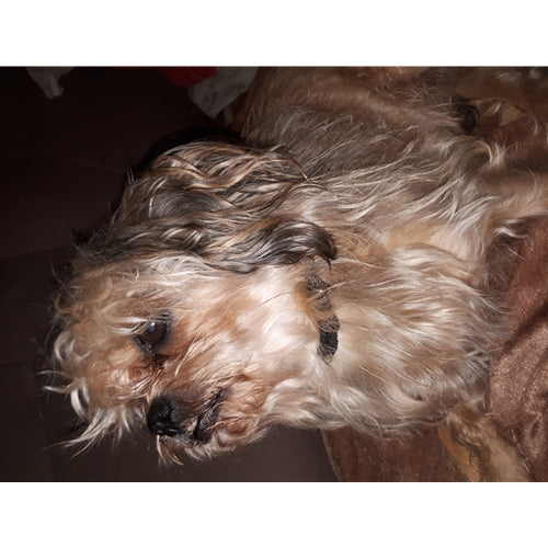 Mr.Pet spletna trgovina