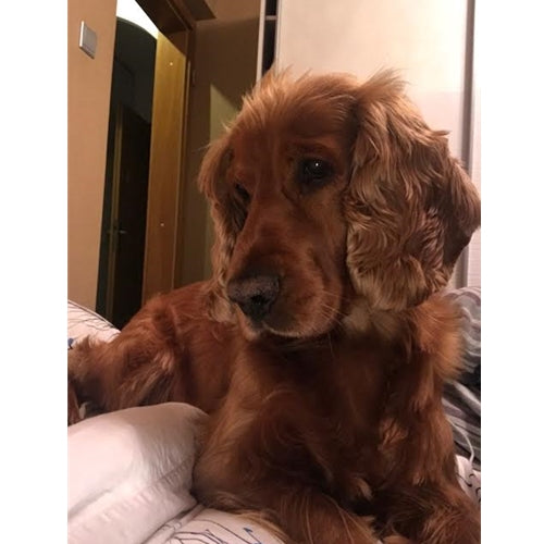 Mr.Pet spletna trgovina
