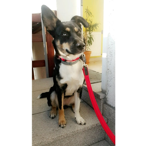 Spletna trgovina Mr.Pet