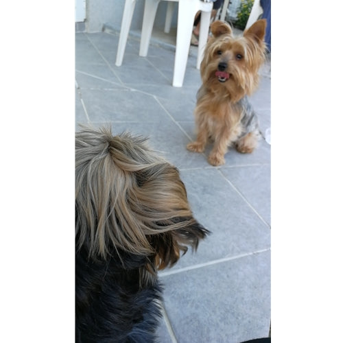 Mr.Pet spletna trgovina