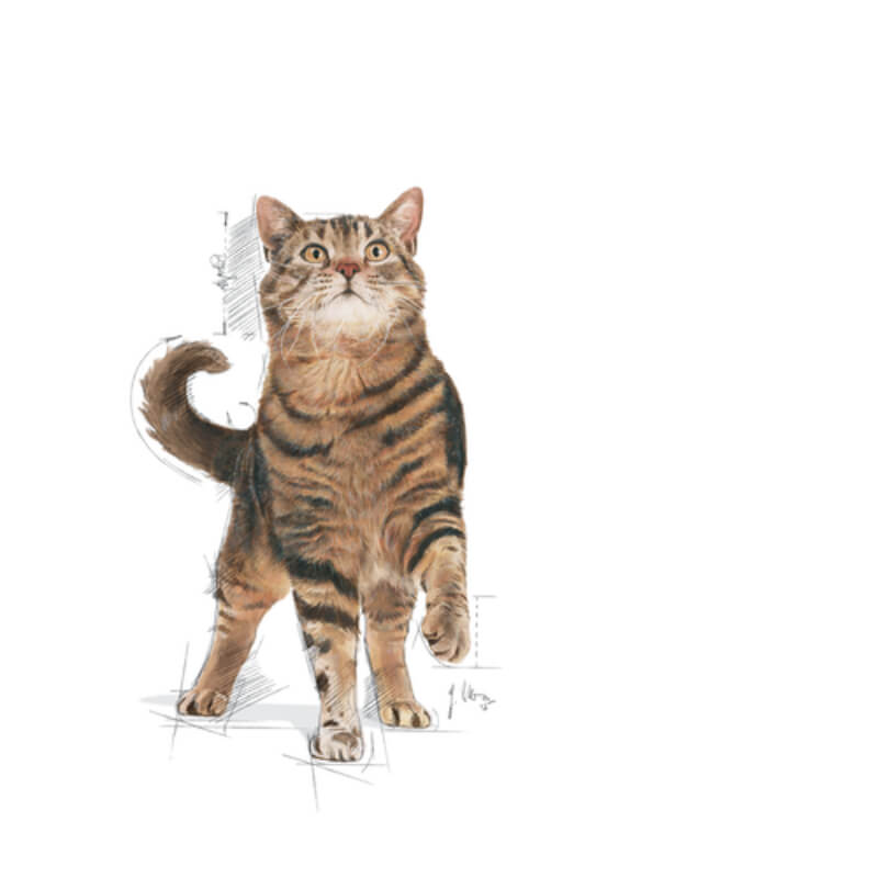 Royal Canin Appetite Control - 2 kg (3)