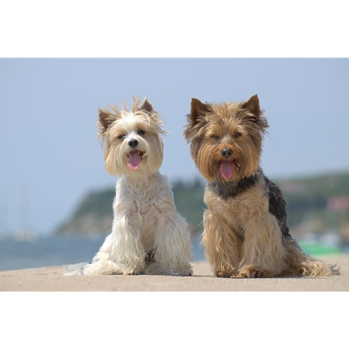 Spletna trgovina Mr.Pet