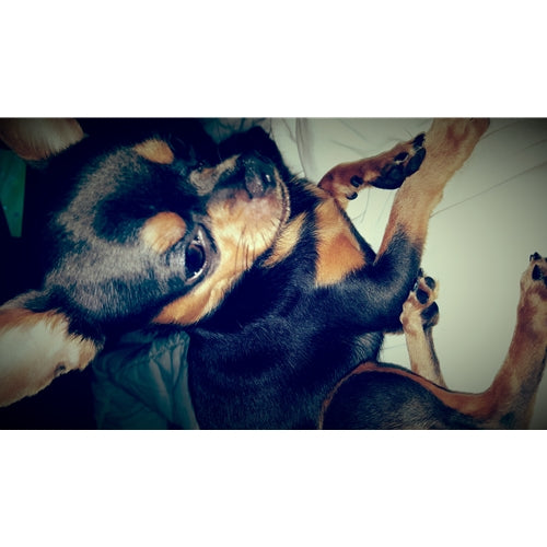 Mr.Pet spletna trgovina