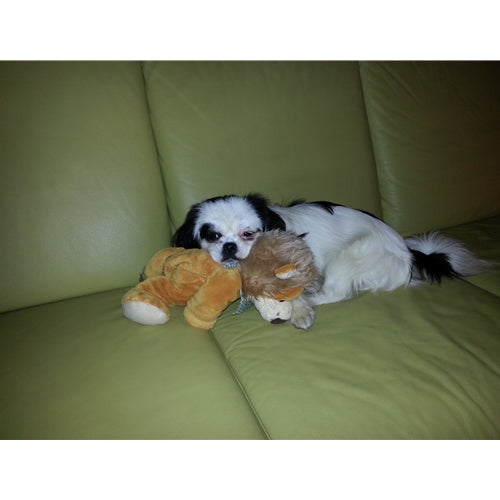 Mr.Pet spletna trgovina
