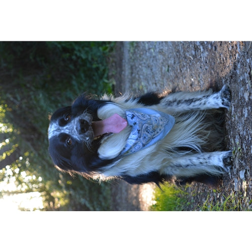Mr.Pet spletna trgovina