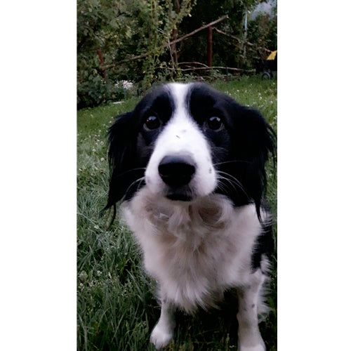 Mr.Pet spletna trgovina
