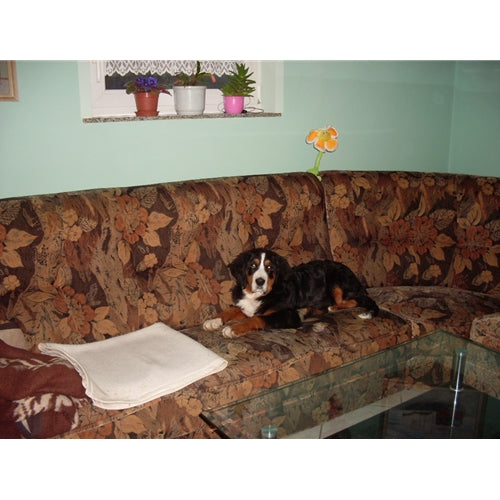 Mr.Pet spletna trgovina