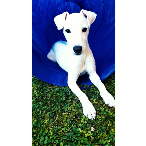 Mr.Pet spletna trgovina