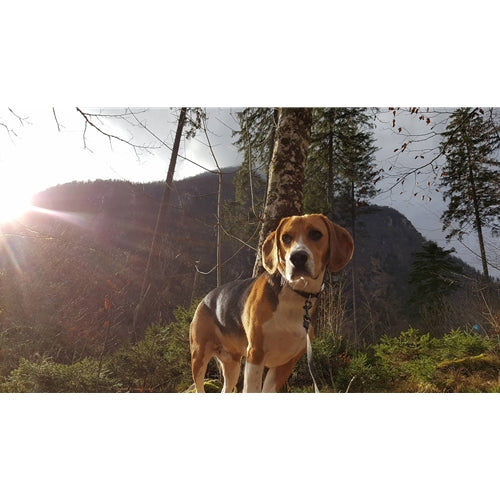 Mr.Pet spletna trgovina