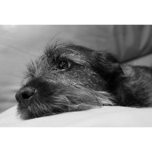 Mr.Pet spletna trgovina