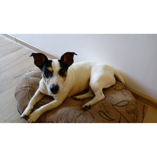 Mr.Pet spletna trgovina