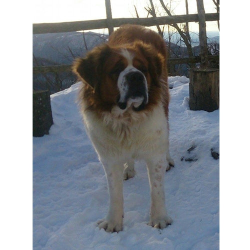 Mr.Pet spletna trgovina