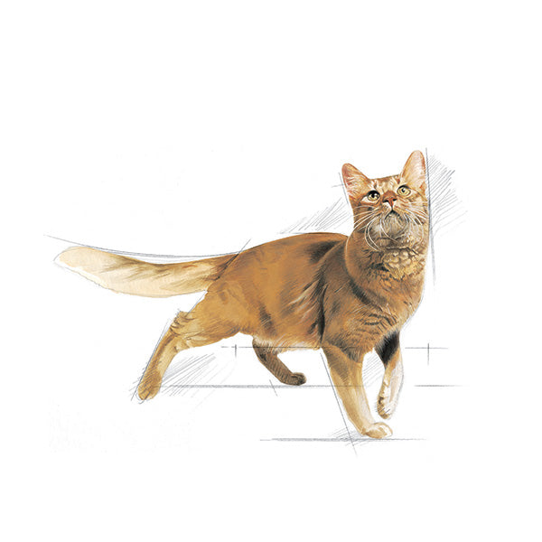 Royal Canin Fit - 4 kg (3)