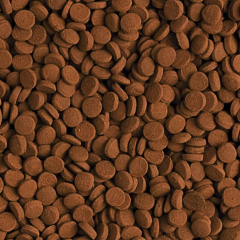 Tropical Carnivore - 500 ml / 300 g (2)