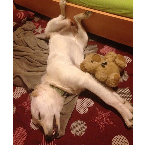 Mr.Pet spletna trgovina