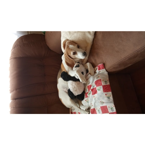 Mr.Pet spletna trgovina