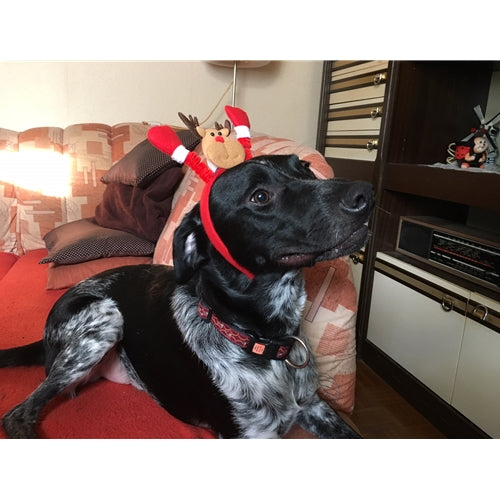 Mr.Pet spletna trgovina