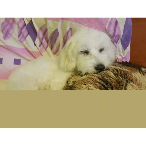 Mr.Pet spletna trgovina