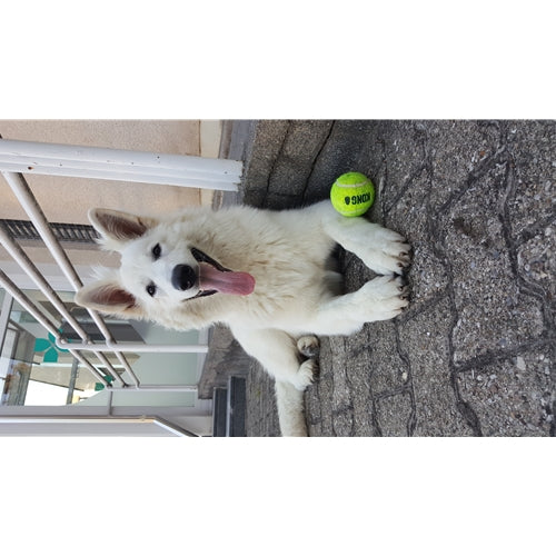 Mr.Pet spletna trgovina