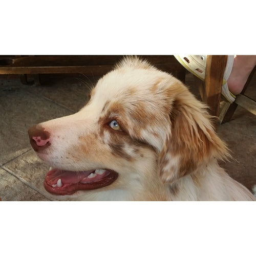 Mr.Pet spletna trgovina